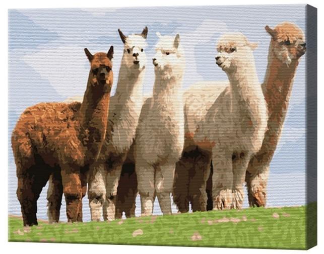 Tablou pe numere Art Gallery Alpaca 30x40 cm