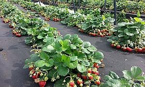 Peliculă pentru sere Bradas Agrofibra 80 g/m2 1x50 m