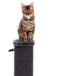 Ansamblu pentru pisici PETREBELS Rebels Savannah 86 Pepper