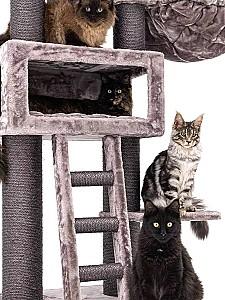 Ansamblu pentru pisici PETREBELS Lucky Bastards Parklane 175 Cappuccino