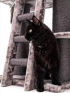 Ansamblu pentru pisici PETREBELS Lucky Bastards Parklane 175 Cappuccino