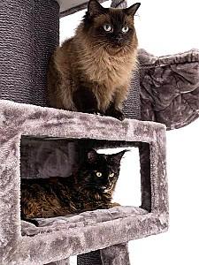 Ansamblu pentru pisici PETREBELS Lucky Bastards Parklane 175 Cappuccino