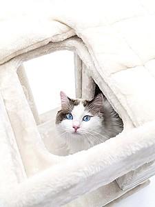 Ansamblu pentru pisici PETREBELS SWEET PETIT Lodge 107 Cream