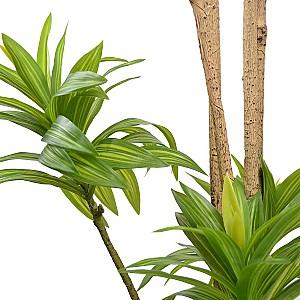 Flori artificiale DP Arbore Dracaena Reflexa