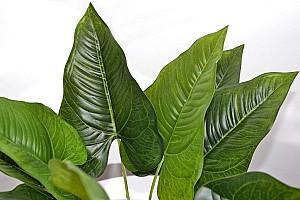 Flori artificiale Cilgin G186S Cim Detayli Yapay Yelken Agaci 55cm