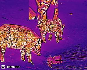 Monocular cu termoviziune HikMicro LYNX LH15 2.0