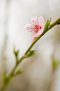 Dulap-cupe PS D-180 (1 foto) Wenghe