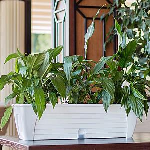  Santino Lido Window Box