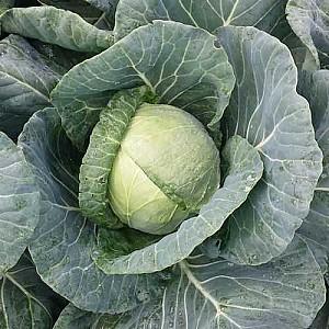 Seminte de varza alba Nongwoo Bio Fora F1