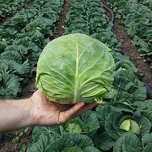 Seminte de varza alba Nongwoo Bio Fora F1