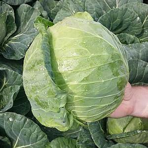 Seminte de varza alba Nongwoo Bio Fora F1