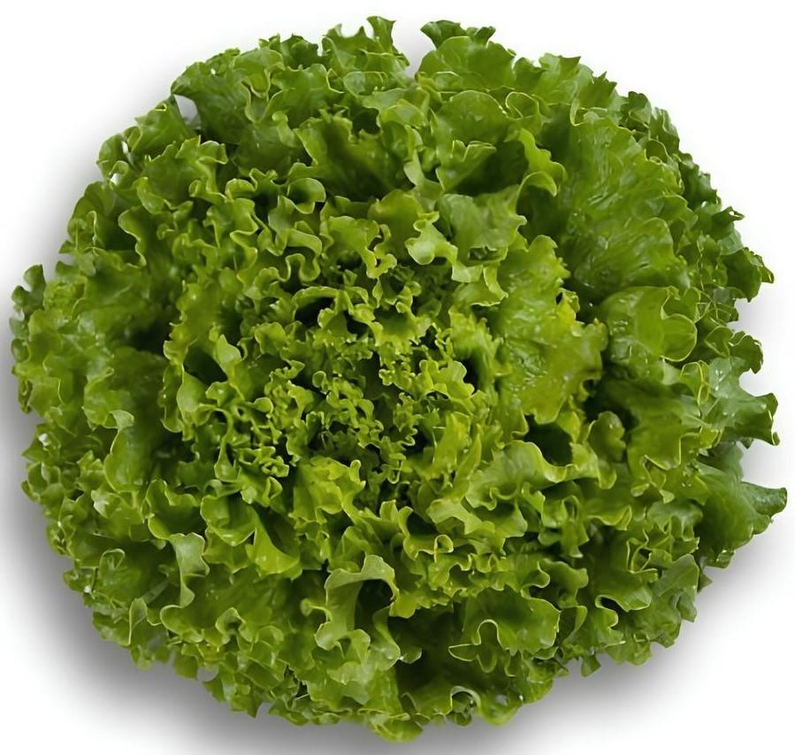 Seminte de salata Rijk Zwaan Partition RZ