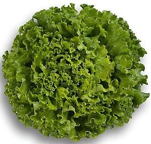 Seminte de salata Rijk Zwaan Partition RZ