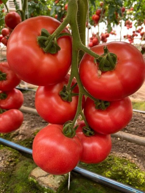 Seminte de rosii Rijk Zwaan Masumi F1