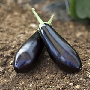 Seminte de vinete Rijk Zwaan Sharapova F1