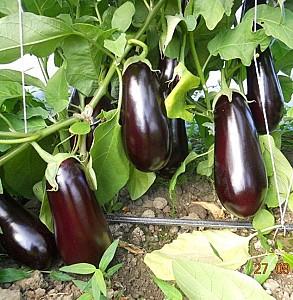 Seminte de vinete Rijk Zwaan Sharapova F1