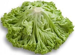 Seminte de salata Rijk Zwaan Locarno RZ