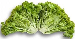 Seminte de salata Rijk Zwaan Locarno RZ