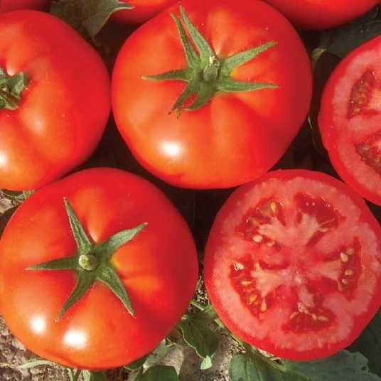 Seminte de rosii Nongwoo Bio Bueno F1