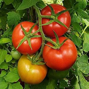 Seminte de rosii Nongwoo Bio Bueno F1