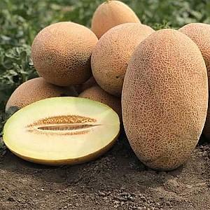 Seminte de pepene galben Hazera Rebecca F1