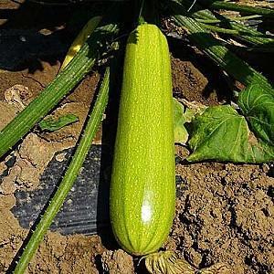 Seminte de dovlecel Kitano Seeds YAZUMA F1