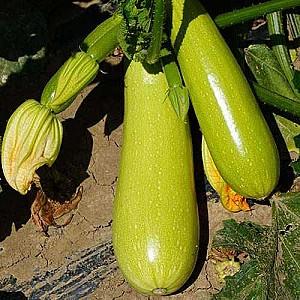 Seminte de dovlecel Kitano Seeds YAZUMA F1