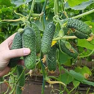 Seminte de castraveti Seminis Madrilene F1