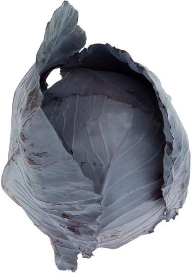 Seminte de varza rosie Rijk Zwaan Redma  F1