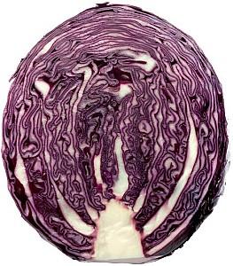 Seminte de varza rosie Rijk Zwaan Futurima F1