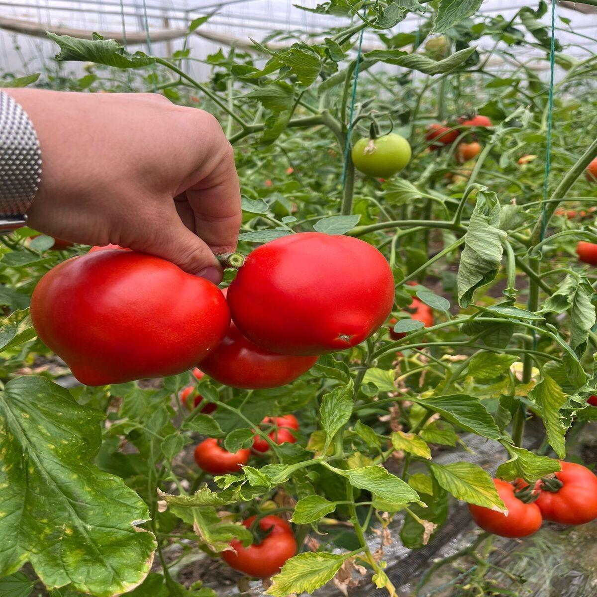 Seminte de rosii Rijk Zwaan Costared F1