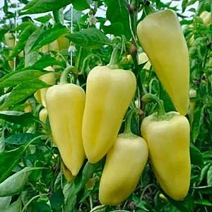 Seminte de ardei Rijk Zwaan Snowwhite F1