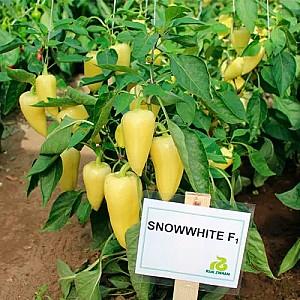 Seminte de ardei Rijk Zwaan Snowwhite F1