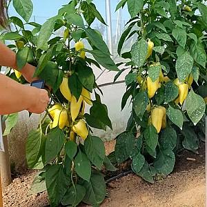 Seminte de ardei Rijk Zwaan Snowwhite F1