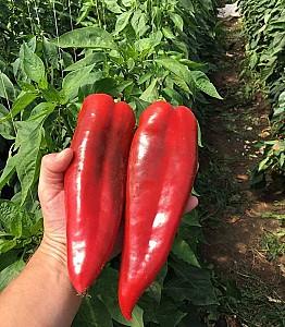 Seminte de ardei Rijk Zwaan Vitalica F1