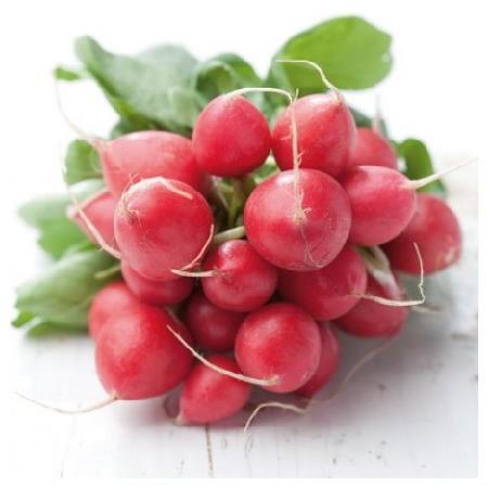 Seminte de ridichie Rijk Zwaan Rondeel RZ