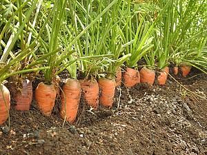 Seminte de morcov Rijk Zwaan Monanta RZ