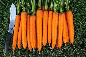 Seminte de morcov Rijk Zwaan Monanta RZ