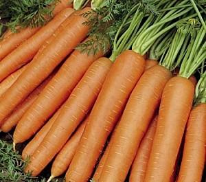 Seminte de morcov Rijk Zwaan Ymer F1