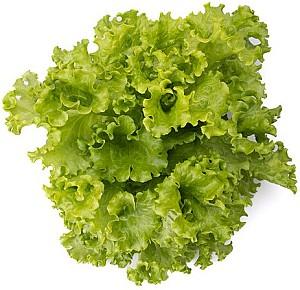 Seminte de salata Rijk Zwaan Aficion RZ