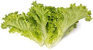 Seminte de salata Rijk Zwaan Aficion RZ