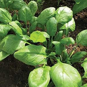 Seminte de salata Rijk Zwaan Boa RZ