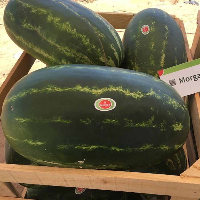 Seminte de pepene verde Rijk Zwaan Morgan F1