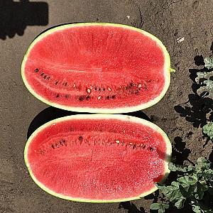 Seminte de pepene verde Rijk Zwaan Morgan F1