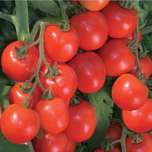 Seminte de rosii Nongwoo Bio Metro F1