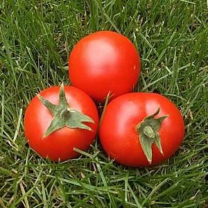 Seminte de rosii Nongwoo Bio Metro F1