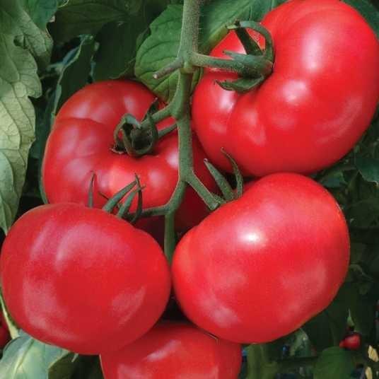 Seminte de rosii Nongwoo Bio Pink Lord