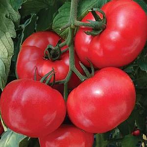 Seminte de rosii Nongwoo Bio Pink Lord