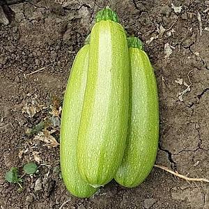 Seminte de dovlecel Nongwoo Bio Bahia F1