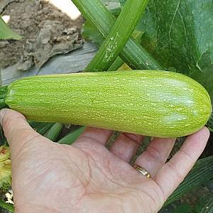 Seminte de dovlecel Nongwoo Bio NWSQ1792 F1